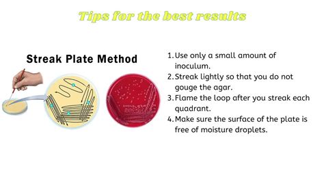 Streak Plate Method Biology Ideas Youtube