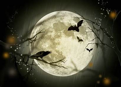 Halloween Moon Bats Crow Wallpapers Cool Spider