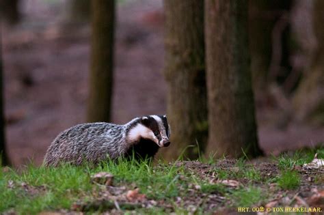 Met de kiekkast op den Das - Deel 1 - De Veluwenaar