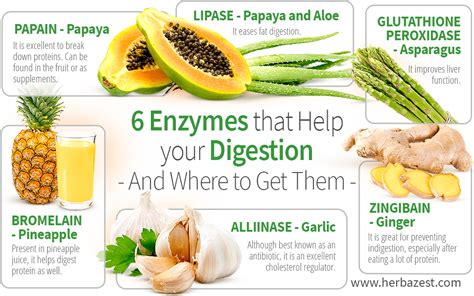 6 Enzymes That Help Your Digestion And Where To Get Them Herbazest