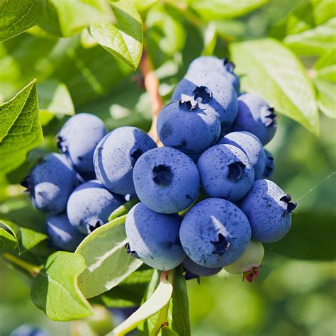 Powderblue Blueberries For Sale