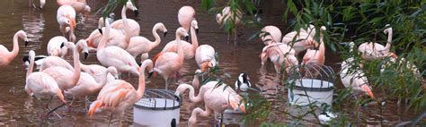 Flock Of Flamingo Plants Flamingo Zoo
