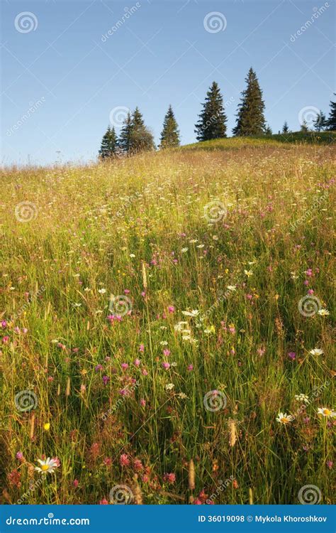 Summer Sunny Meadow Stock Photo Image Of Sunlight Forest 36019098