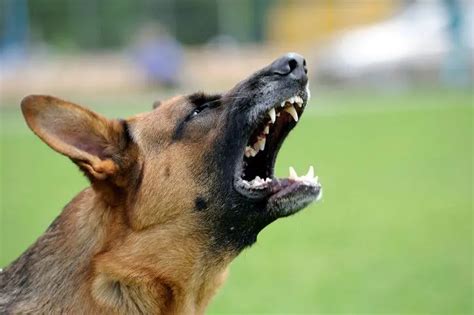 Fear Aggression In Dogs The Complete Blueprint To Manage Monitor And Treat