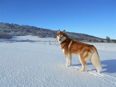 Hd Wallpaper Brown And White Siberian Husky On Snow Dog Pet Inuki