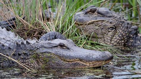 Tips To Follow If You Run Into An Alligator In The Lowcountry Sc