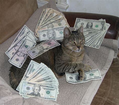 All pictures of cats without money will be deleted and resubmitted by the moderator to /r/cats for that sweet, sweet karma. Cats With Money