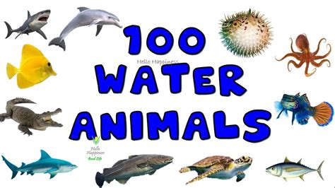 Sea Animal Names Aquatic Animals Water Animals Marine Animals