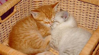 Kittens Kitten Cuddling Basket Cat Adorable Bag