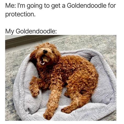 21 Funny Goldendoodle Memes Only Owners Understand