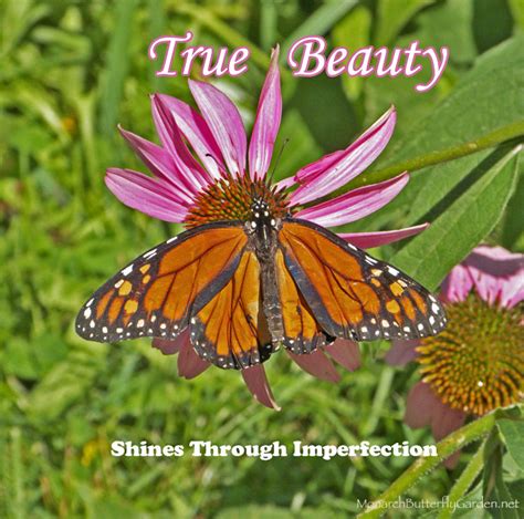 Monarch Butterfly Picture W Inspirational Quote Abut Beauty