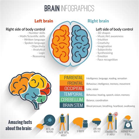 Amazing Facts About Brain Brain Based Learning Integrated Learning