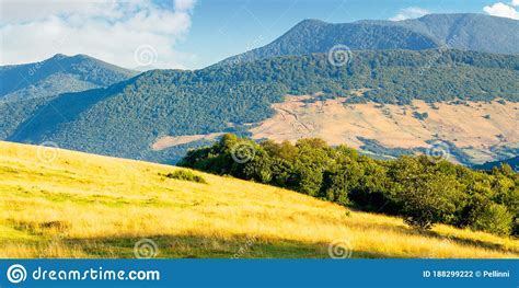 Trees On The Hillside Meadow In Mountains Stock Photo Image Of