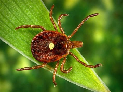 Tick Spread Disease On The Rise In Missouri As Midwest Gets Hotter