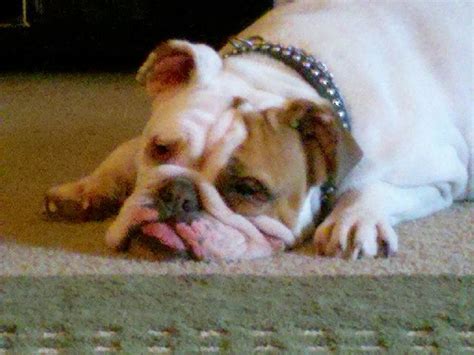 To volunteer as a puppy raiser, you must live near one of our puppy raiser groups (see locations) and be able to train. Dog Sitters | Dog sitters near me, Cute puppies, Cute dogs