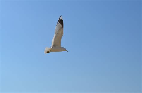 Безплатна снимка птица крило небе морски птици летене чайка