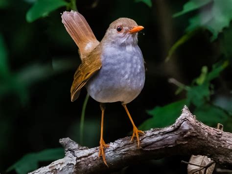 Orange Billed Nightingale Thrush Ebird