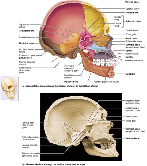 The Skull Axial Skeleton Facial Bones Human Anatomy And Physiology