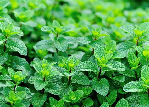 Peppermint Low Maintenance Plants 25 Easy Options For Your Garden