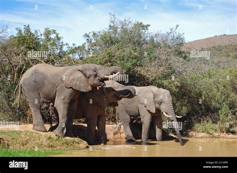 Elephants At Watering Hole In Africa Stock Photo Alamy