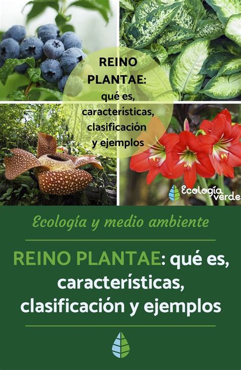 Reino Plantae O Vegetal Qué Es Características Clasificación Y