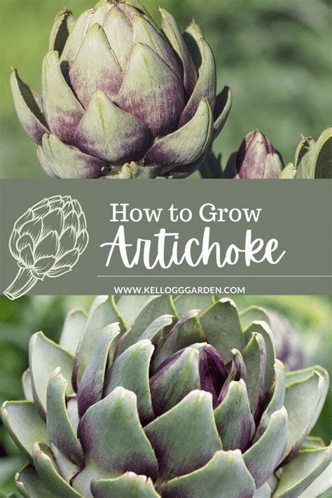 How To Grow Artichokes Growing Artichokes Artichoke Artichoke Plants