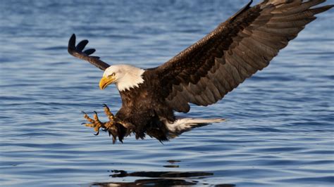 Mysterious Bald Eagle Killer Identified After 25 Years Ie