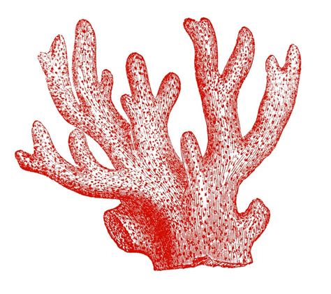 Coral Reef Clipart