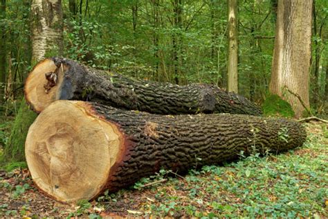 Bei stärkerer durchfeuchtung und einem deckenschaden sind vier wochen bis zwölf wochen möglich. Wie lange muss Eichenholz trocknen? » Trockenzeit