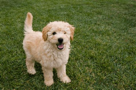 How Much Do Goldendoodles Cost Caring For A Dog