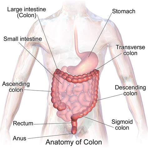 The small intestine or small bowel is an organ in the gastrointestinal tract where most of the absorption of nutrients and minerals from food takes place. File:Blausen 0603 LargeIntestine Anatomy.png - Wikimedia Commons