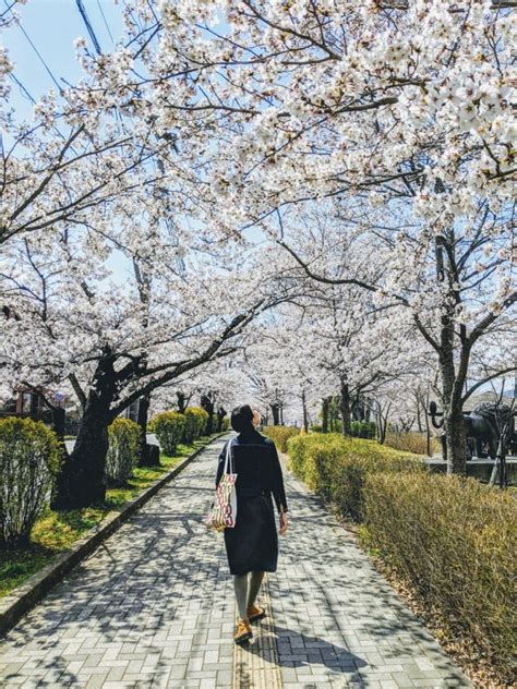 Cherry Blossom Varieties And How They Bloom Snow Monkey Resorts