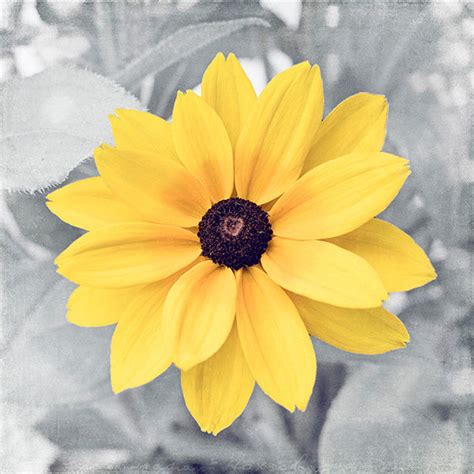Yellow Grey Flower Photography Yellow Gray Wall Decor Carolyn