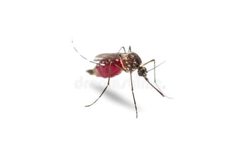 Yellow Fever Mosquito Aedes Aegypti Stock Image Image Of Entomology