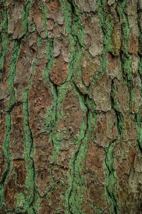 Tree Bark With Textures And Patterns Stock Image Image Of Forest