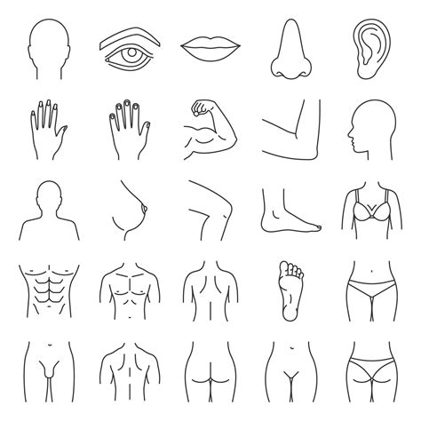 Human Body Parts Linear Icons Set Anatomy Health Care Thin Line