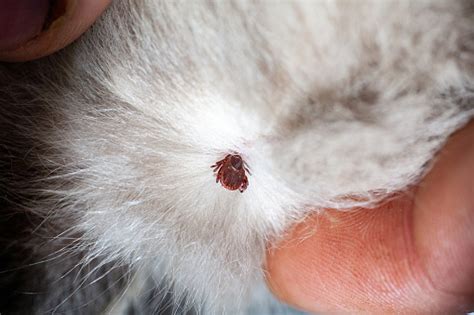 Tick On A Cat Picture Cat Meme Stock Pictures And Photos