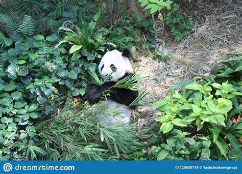Panda Chewing The Leaves Stock Photo Image Of Wild 125650778