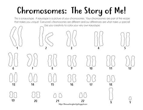 Free Printable Chromosome Worksheets
