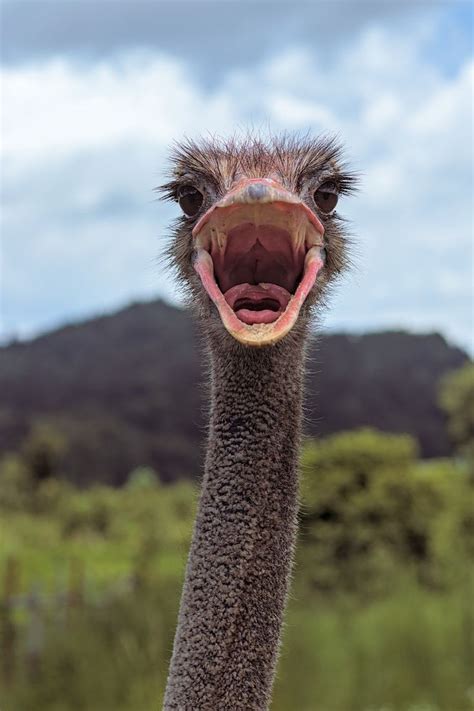 An Ostrich With Mouth Open Wide Like Animals Nature Animals Ostriches