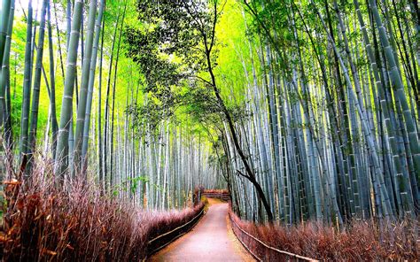 Bamboo Forest Road Nature Wallpapers Hd Desktop And Mobile Backgrounds