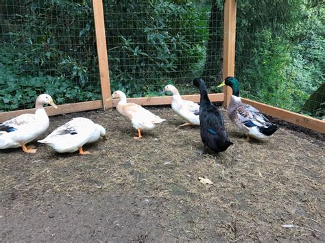 12 Necessities For Raising Backyard Ducks The Ox Mama