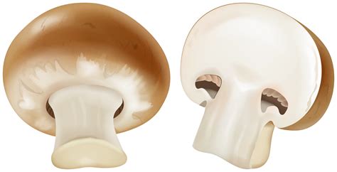 Mushroom Clip Art The Cliparts Cliparting Com