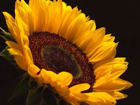 Customize and personalise your desktop, mobile phone and tablet with these free wallpapers! Sun Flower Pictures, Yellow Flower Smiling Toward the Sun ...