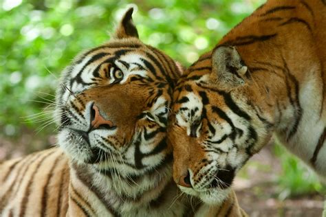 Mumbaikars You Will Soon Get To See A New Tiger Pair At Byculla Zoo