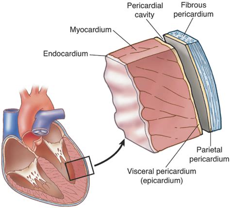 Level 2 anatomy and physiology mock paper: Which is the cardiac muscle layer of the heart? | Socratic