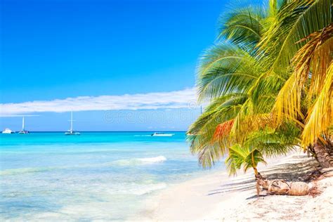 Palm Trees on the Caribbean Tropical Beach. Saona Island, Dominican ...