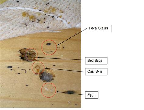 Effective control requires you follow the easy steps on this guide. Emerging Disease Issues - Bed Bugs