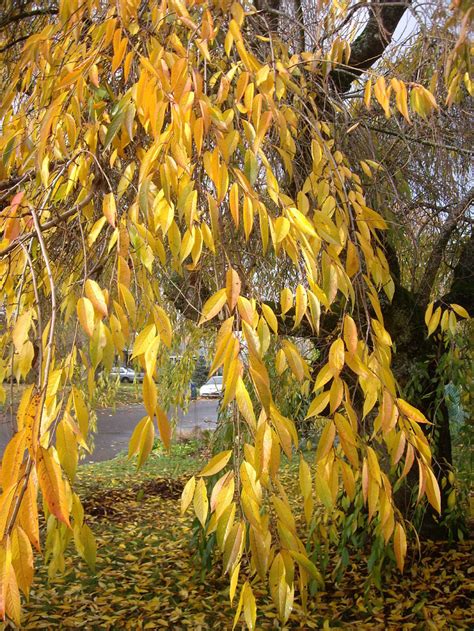 All our japanese flowering cherry tree sold online come with free uk mainland delivery and free 3 year warranty on a sliding scale. PlantFiles Pictures: Prunus Species, Weeping Cherry Tree ...