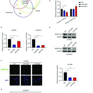 Mortalin Is A Direct Target Of Microrna Mir B C A Venn Chart